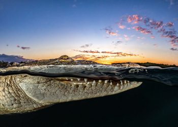 Những bức ảnh đoạt Giải thưởng Nhiếp ảnh Đại dương năm 2021