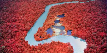 Bộ ảnh khám phá rừng Amazon từ trên cao và cận cảnh của Richard Mosse